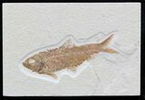 Knightia Fossil Fish - Wyoming #32926-1